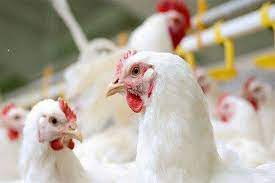 تحقیق اجرای سيستم HACCP در واحدهای پرورش مرغ گوشتی