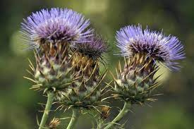 تحقیق خواص غذايي کنگر CYNARA SCOLYMUS