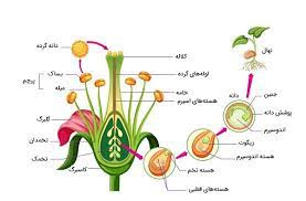 تحقیق توليد مثل جنسي در گياهان گلدار