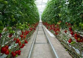 تحقیق کشت گوجه فرنگی در گلخانه