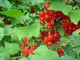 تحقیق Ribes از تيره انگور فرنگي Grossulariaceae