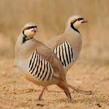 تحقیق کبک چوکر (Alectoris Chukar) کبک صخره ای (Alectoris graeca)