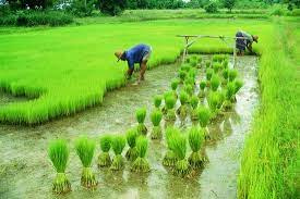 تحقیق چالش‌هاي موجود در زراعت برنج كشور و راهكارهاي آن
