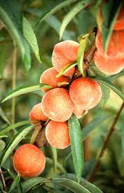 تحقیق هلو (Prunus persica) گياهي است از خانواده گل سرخ و زيرخانواده پرونوييده و جنس پرونوس