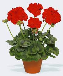 تحقیق گل شمعدانی Pelargonium