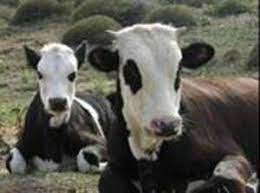 تحقیق نژادهای گاو گوشتی که مشهور نیستند