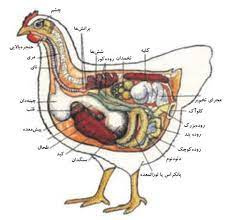 تحقیق دستگاه گوارش طيور