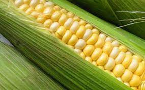 تحقیق ذرت با نام علمی Zea mays