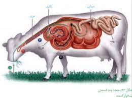 تحقیق دستگاه گوارش نشخوارکنندگان