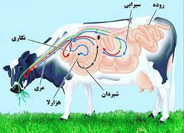 تحقیق دستگاه گوارش نشخوارکنندگان