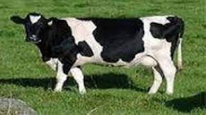 تحقیق طبقه بندی كردن تيپ در گاوهاي شيری هلشتاين