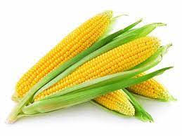 تحقیق سياهک ذرت CORN SMUT