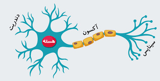 تحقیق نورون