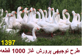 طرح توجیهی پرورش غاز 1000 قطعه در سال 97