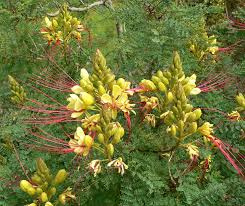 پاورپوینت تیره Fabaceae