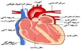 پاورپوینت مروری برآناتومی و فیزیولوژی قلب