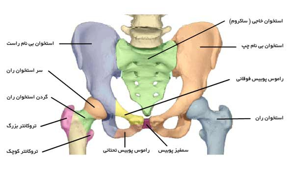 تحقیق آناتومي‌ و كينزيولوژي‌  مفصل HIP