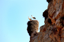 تحقیق روستای لک لک آشیان