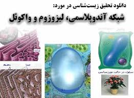 تحقیق شبکه آندوپلاسمی، لیزوزوم و واکوئل