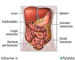 پاورپوینت معرفي كلي احشائ شكم