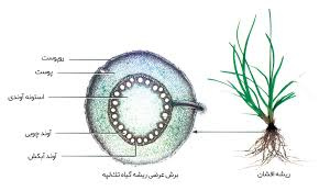 پاورپوینت مقايسه ي برش هاي  میکروسکوپی گياهان