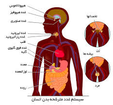 تحقیق انواع هورمون‌ ها