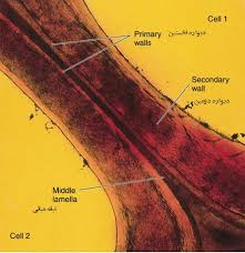 تحقیق دیواره سلول گیاهی