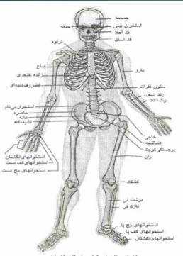 پاورپوینت تکامل سیستم اسکلتی استخوان و عضلات