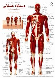 پاورپوینت آناتومی دستگاه عضلانی