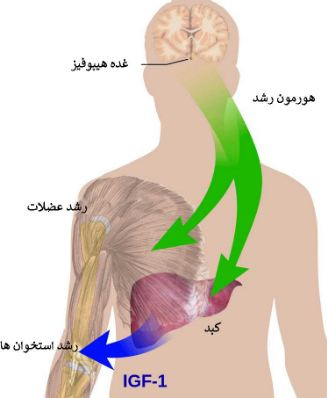 پاورپوینت هورمون رشد