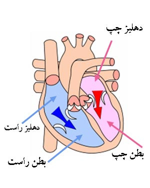 پاورپوینت مروری برآناتومی و فیزیولوژی قلب