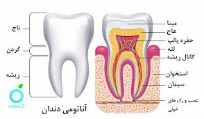 پاورپوینت آناتومی و مورفولوژی دندان