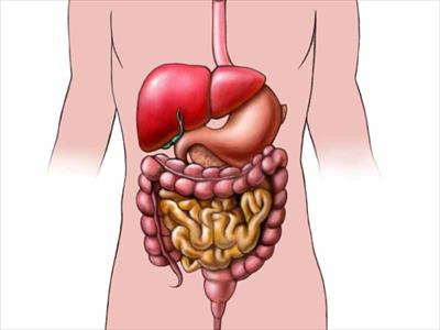 پاورپوینت آناتومی و فیزیولوژی دستگاه گوارش