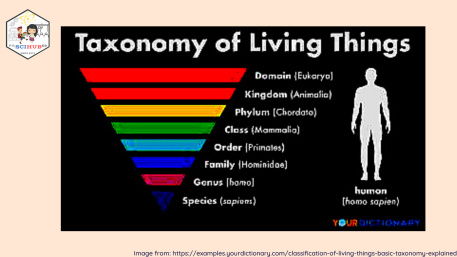 پاورپوینت تاكسونومي Taxonomy