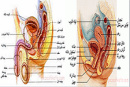 پاورپوینت آناتومی دستگاه تناسلی