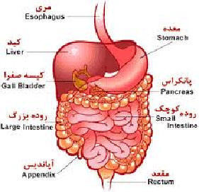 پاورپوینت آناتومی و فیزیولوژی دستگاه گوارش