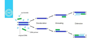 پاورپوینت واکنش زنجیره ای پلیمراز