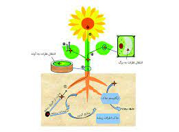 پاورپوینت الودگی فلزات سنگین در خاک