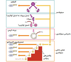 پاورپوینت گلیکولیز