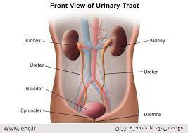 پاورپوینت سیستم کلیه و مجاری ادراری