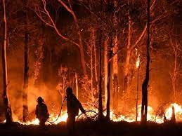 پاورپوینت علل آتش سوزی جنگل ها و راهکار های ممکن
