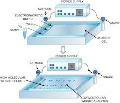 پاورپوینت جدا نمودن اسیدهای آمینه به روش الکتروفورز