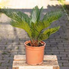 پاورپوینت پرورش گیاه سیکاس Cycas