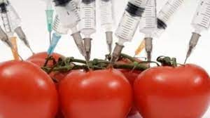 پاورپوینت محصولات دستکاری شده ژنتیک و سلامت (GMOs)