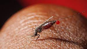 پاورپوینت مالاریا Malaria