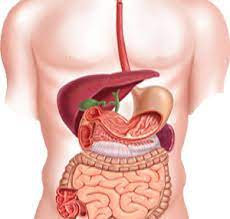 پاورپوینت آناتومی و فیزیولوژی دستگاه گوارش