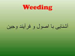 پاورپوینت آشنایی با اصول و فرآیند وجین Weeding