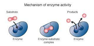 پاورپوینت ENZYME سینتیک شیمیایی و آنزیمی