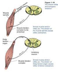 پاورپوینت رفلكس وتري گلژي Golgy tendon Reflex