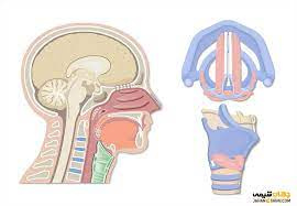 تحقیق آناتومي حنجره